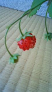 201102041237000.jpg